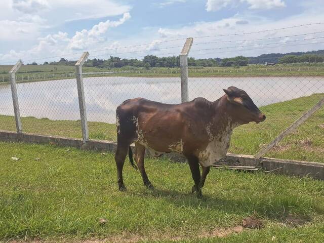 Chácara para Venda em Porangaba - 4