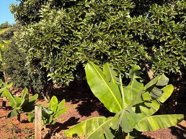 Área para Venda em Cesário Lange - 5