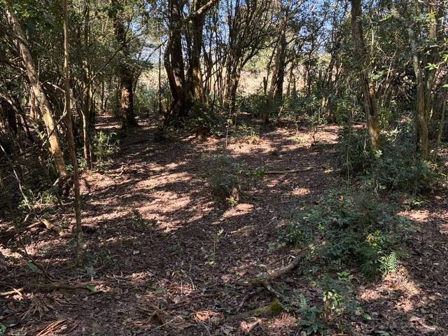 Chácara para Venda em Cesário Lange - 4